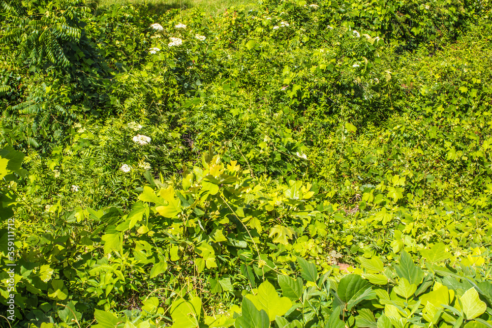 green leaves background green leaves background