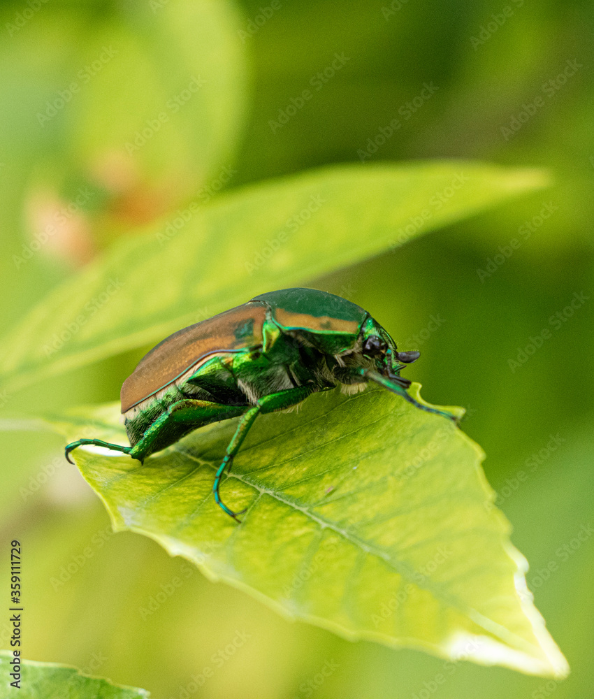 Escarabajo verde Escarabajo verde