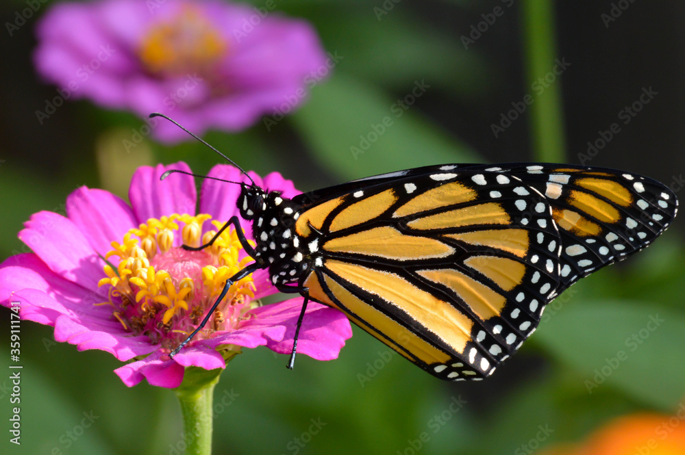 Fototapeta premium Monarch butterfly on a pink zinnia