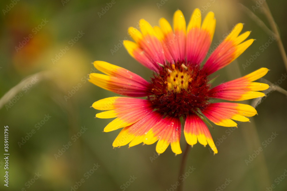 Obraz premium Indian blanket flower (gallardia pulchella)