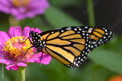 Monarch butterfly on a pink zinnia