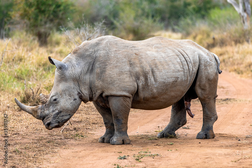 White rhinoceros or square-lipped rhinoceros is the largest extant species of rhinoceros.