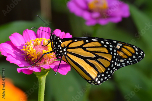 Monarch butterfly on a pink flower © jlmcanally