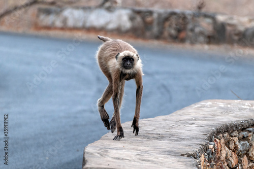 Photography C-0067 monkey-1
Photographed in northern India in April 2019.