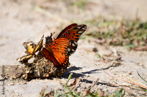 Butterflies feeding on animal feces