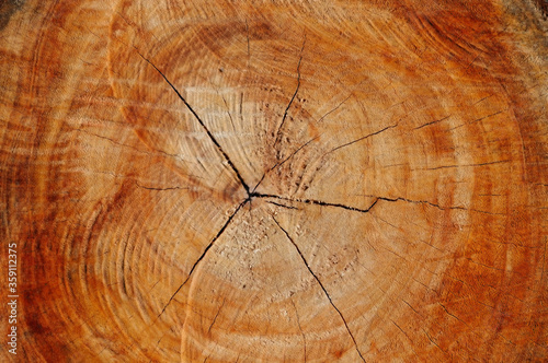 Cross-Section of a Bark of a Tree
