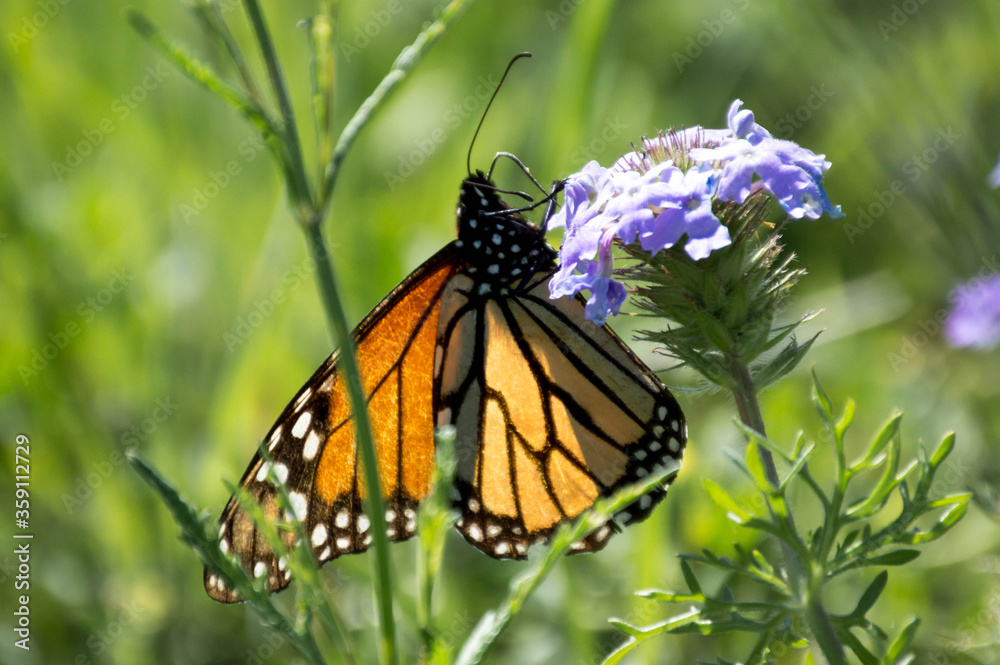 monarch butterfly on a prairie verbena flower monarch butterfly on a prairie verbena flower