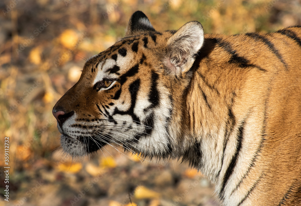 Fototapeta premium Siberian tiger up close