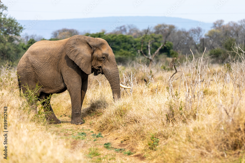 Fototapeta premium African Elephant Bull alone, Savannah in Africa.