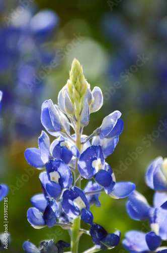 Close up of a bluebonnet in a meadow on a sunny day