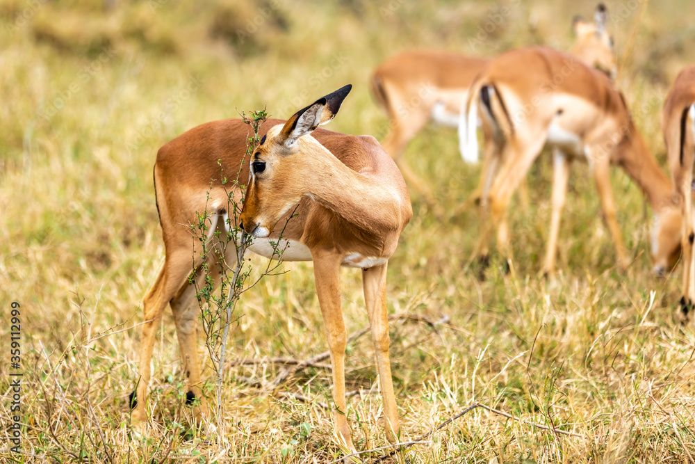 Impalas standing in an open field in the South African. Impalas standing in an open field in the South African.