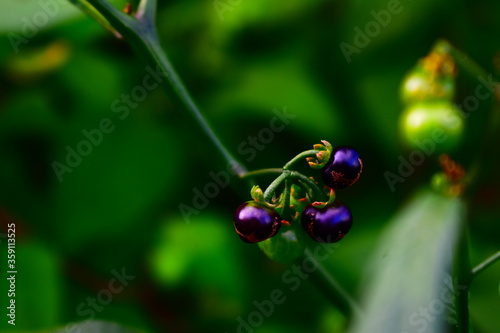 natural purple sphere balls 