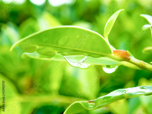 Water drop on green leaves in the nature for nature background
