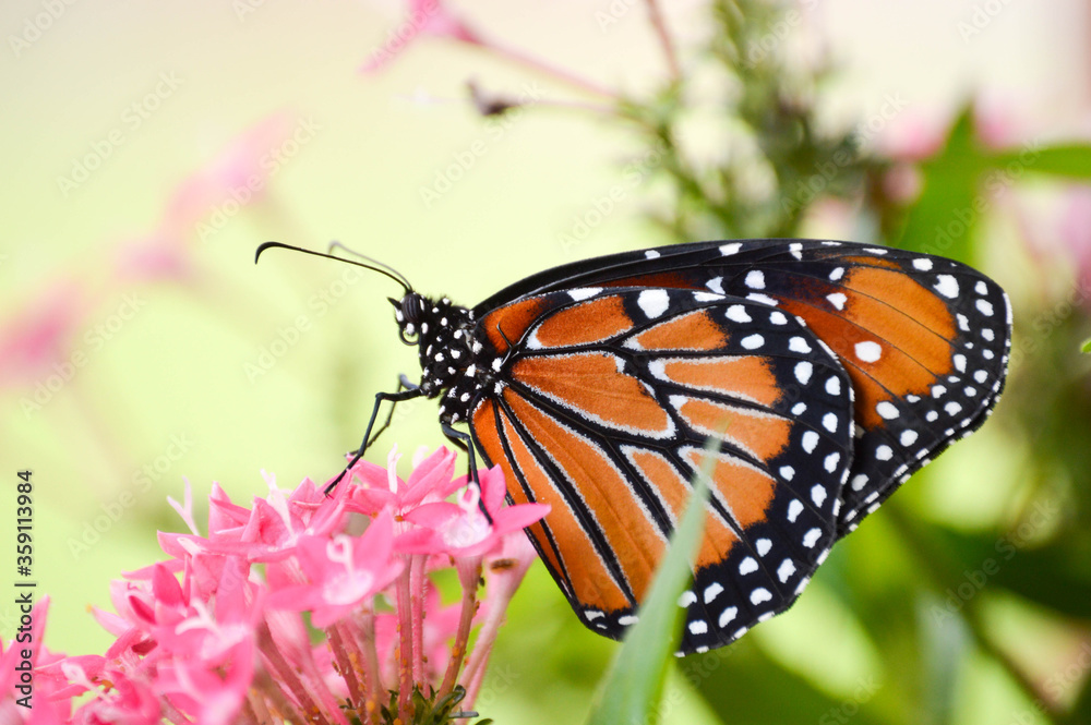 Fototapeta premium Queen butterfly on pentas flowers