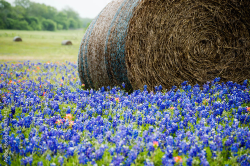 Bale of hay in a bluebonnet field