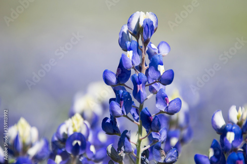 dreamy bluebonnet field