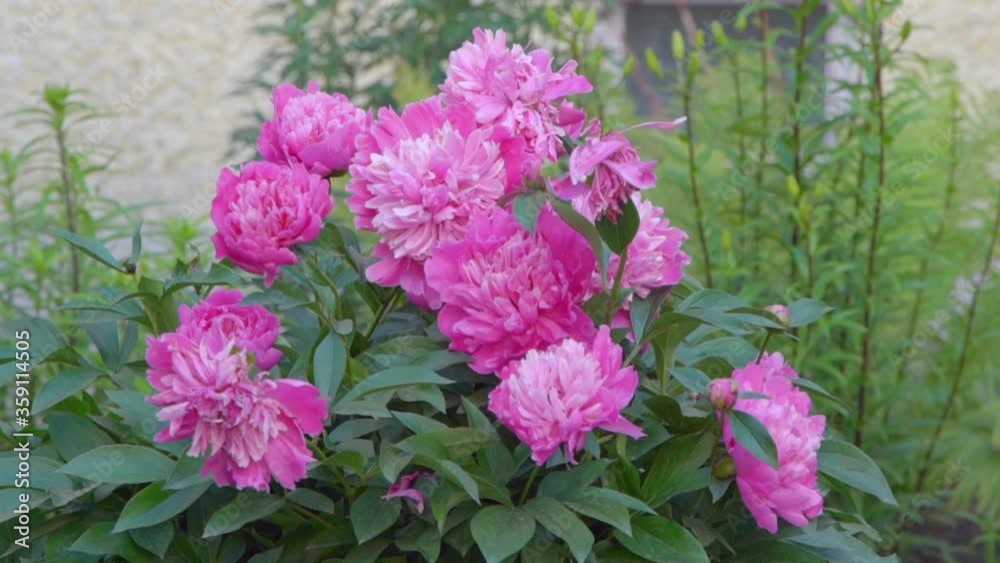 Pink peonies flowers blooming