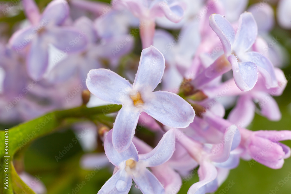 purple lilac branch, used as a background or texture purple lilac branch, used as a background or texture