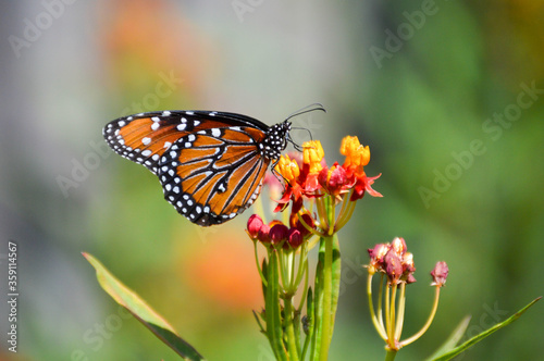 Queen butterfly on tropical milkweed