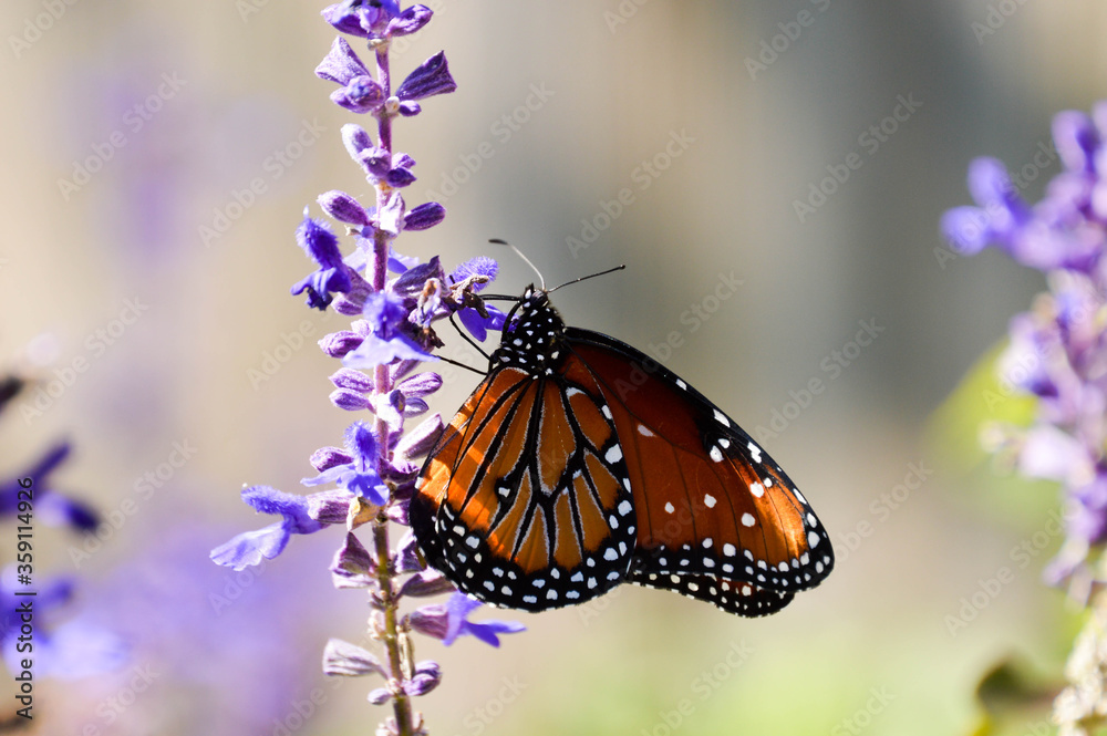 Obraz premium Queen butterfly close up
