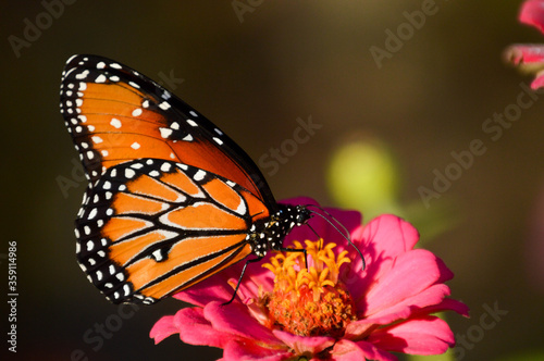 Queen butterfly on a pink flower © jlmcanally