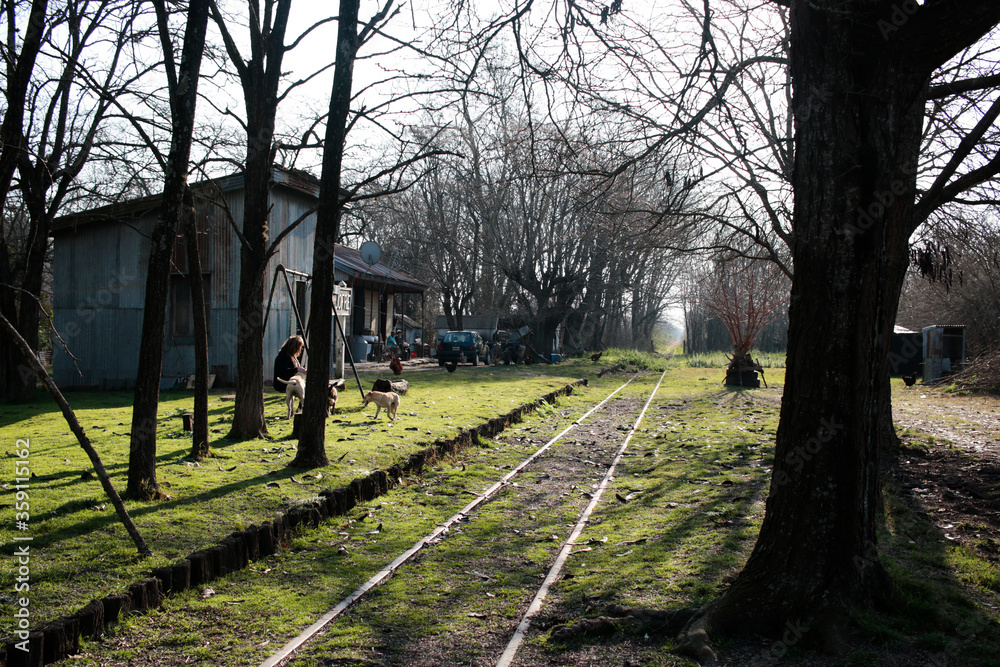Fototapeta premium railway in the forest