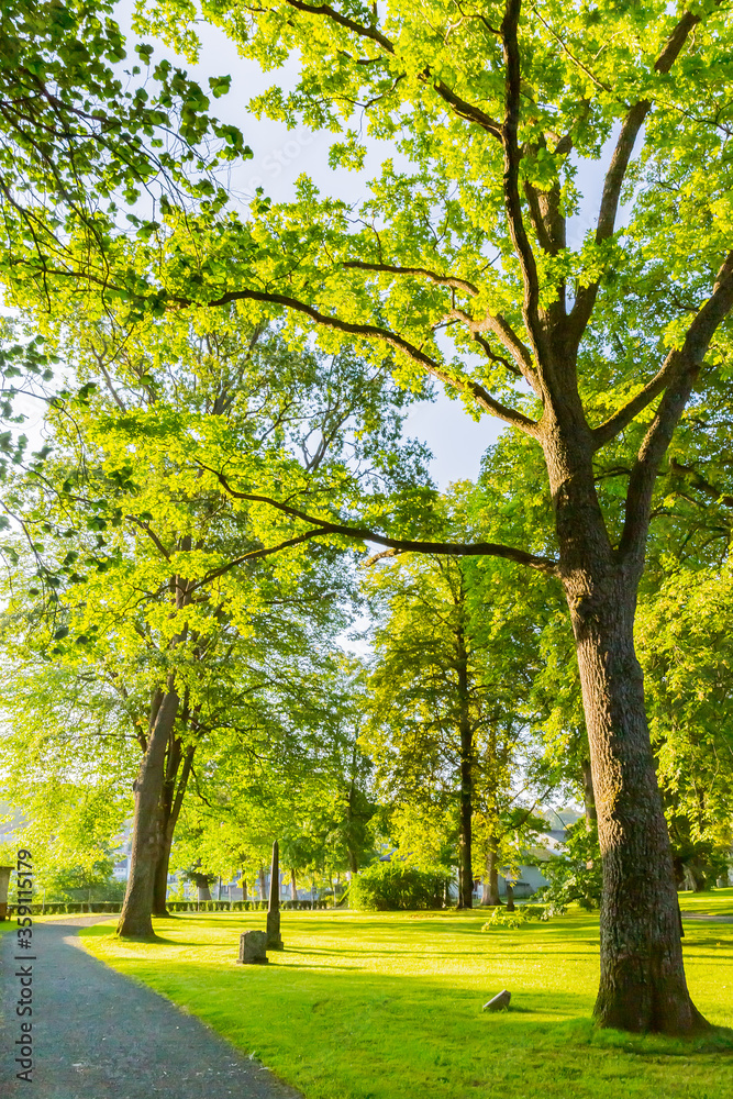 Naklejka premium 木々と空