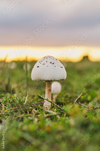 Mushroom on green grasses field, growing in autumn, mushroom picking