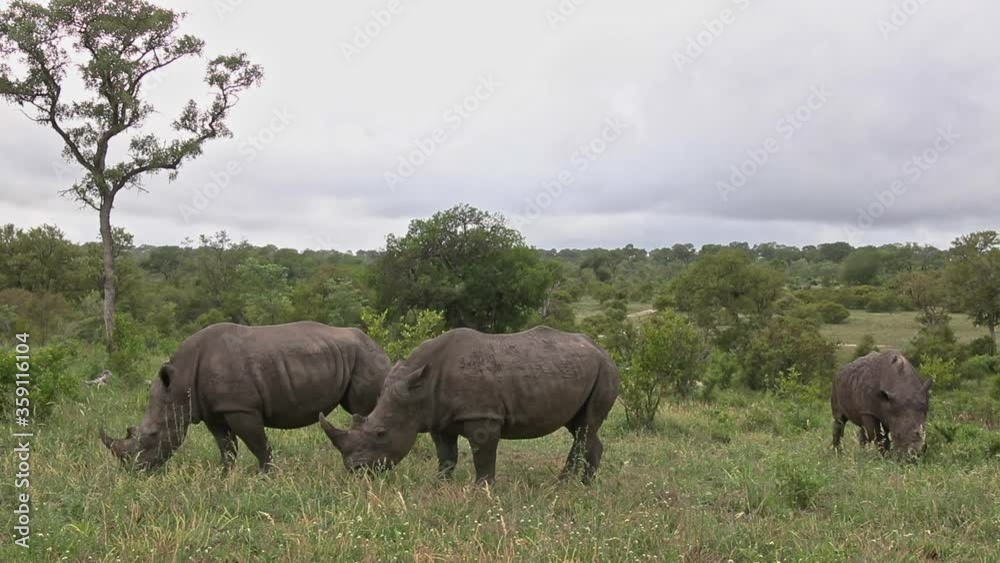 White Rhinos feeding on the lush green grass of the Sabi Sands Game Reserve in South Africa - close up White Rhinos feeding on the lush green grass of the Sabi Sands Game Reserve in South Africa - close up