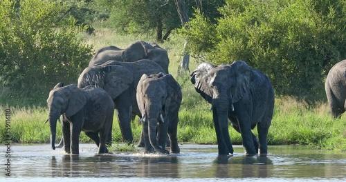 A herd of beautiful African Elephants enjoying a splash in Klaserie Private Game Reserve in South Africa - close up