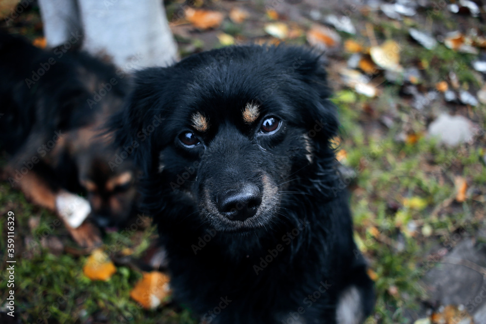 Fototapeta premium portrait of a black dog