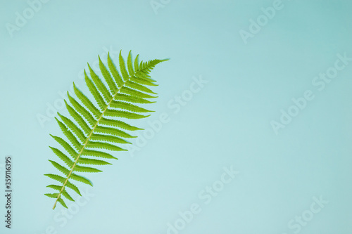 Green fern leaf on a blue background.