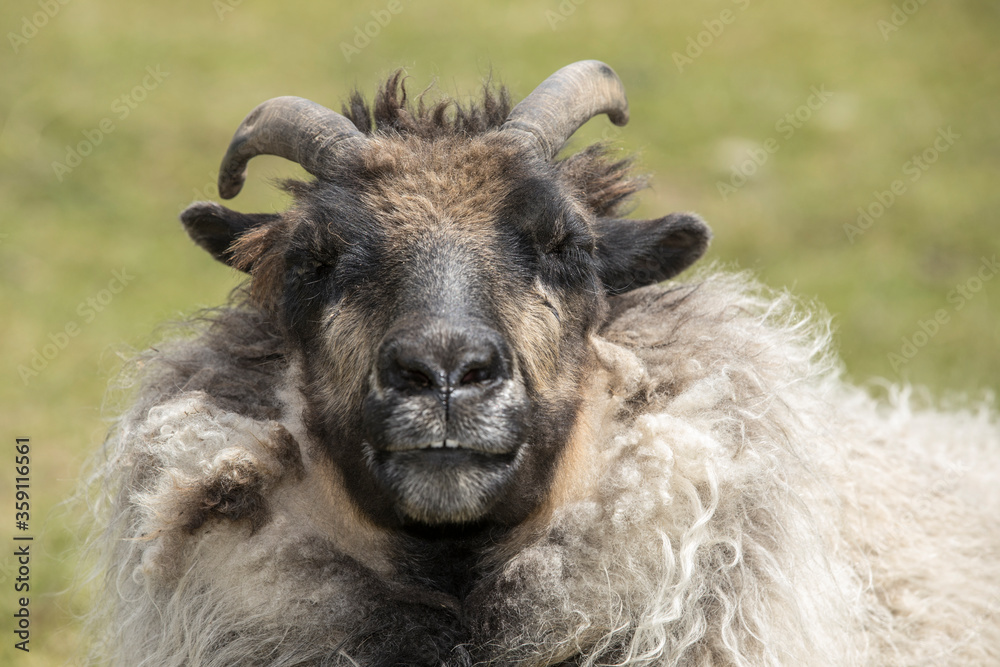 Fototapeta premium Close up portrait of an icelandic sheep.