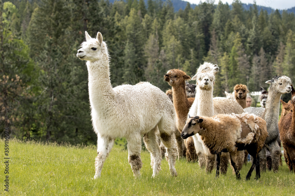 Alpaca leads the group. Alpaca leads the group.