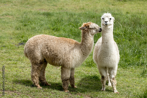 One alpaca looks at the other.