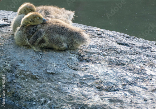 Tan Plumage on a Pair of Sleeping Canadian Goslings on a Rock