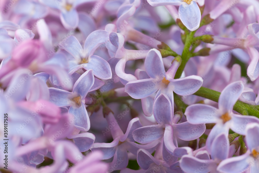 purple lilac branch, used as a background or texture purple lilac branch, used as a background or texture