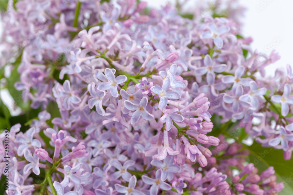 purple lilac branch, used as a background or texture purple lilac branch, used as a background or texture