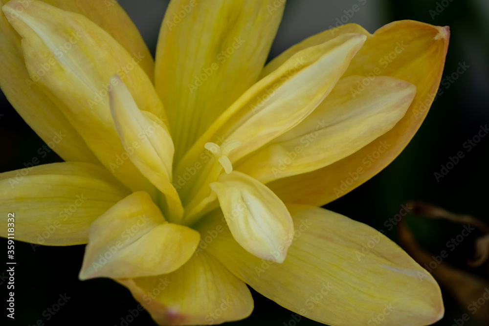 Fototapeta premium Focus on Pollen of Rain Lily yellow color with 2 layer petals that is blooming under the morning light.