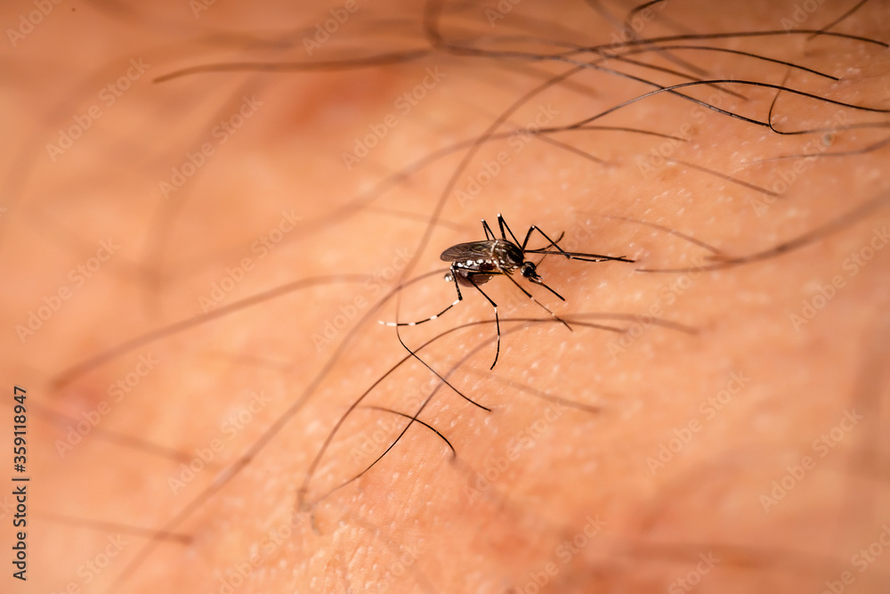 Aedes aegypti Mosquito. Close up a Mosquito sucking human blood. Aedes aegypti Mosquito. Close up a Mosquito sucking human blood.