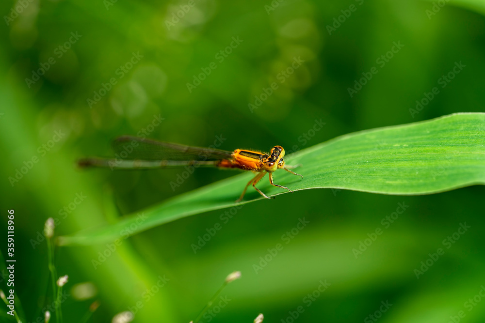 Dragonfly Hunter other insects. Dragonfly on some plants. dragonfly on green grass. Dragonfly Hunter other insects. Dragonfly on some plants. dragonfly on green grass.