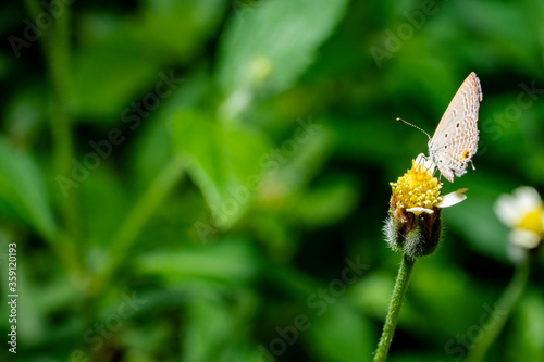 closeup of white butterfly on grass in a meadow © Jirakul