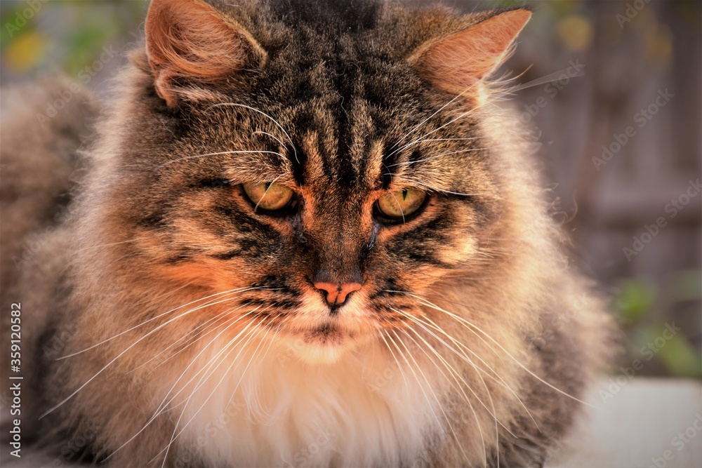 Portrait of a cat named Lucky