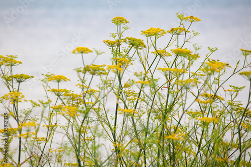 yellow flowers on beach with sea in background