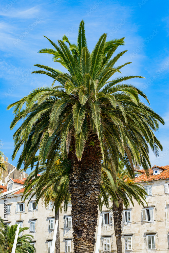 It's Palm in Split, Croatia