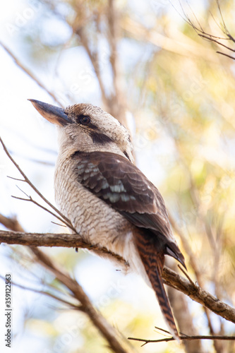 Kookaburra on a branch close up