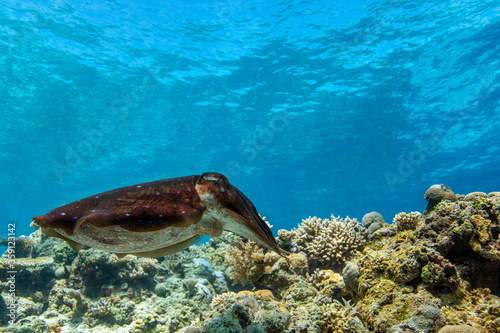 Cuttlefish on a colorful coral reef and the water surface in background