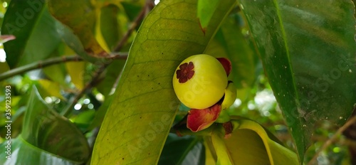 The green mangosteen on the tree 
