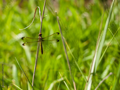 Female Spangled Skimmer Dragonfly on Grass photo