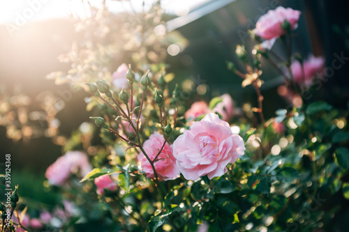 Fototapeta Naklejka Na Ścianę i Meble -  Rosen im Gegenlicht aus dem Garten